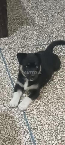 CHIOT JACK RUSSEL....2 mois