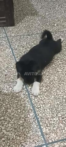 CHIOT JACK RUSSEL....2 mois - 2