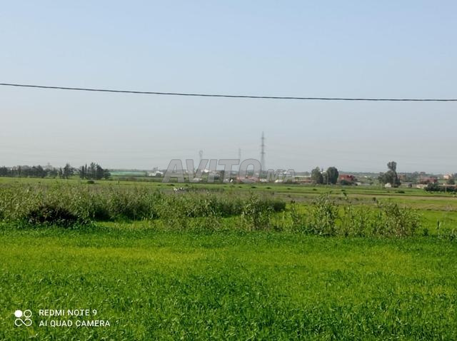 هكتار 1000 متر للبيع نواحي بوزنيقة - 2