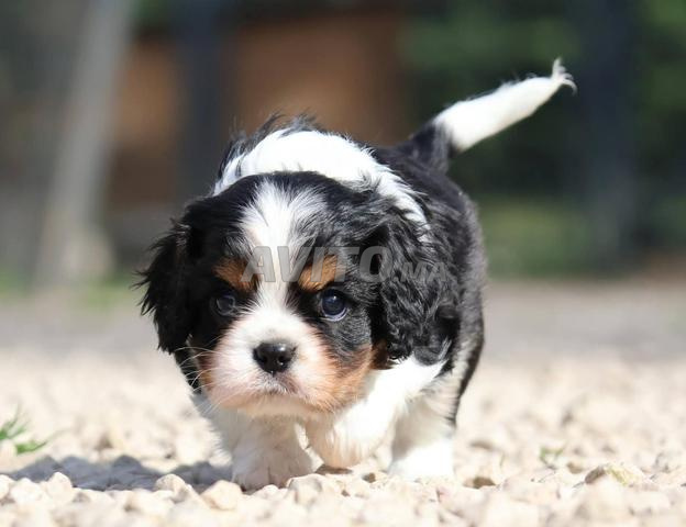 Mâle et femelle Cavalier King Charles - 2