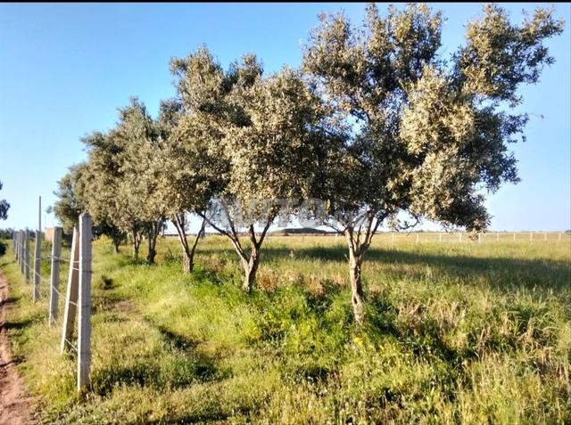 هكتار 2000 متر للبيع نواحي بوزنيقة - 2