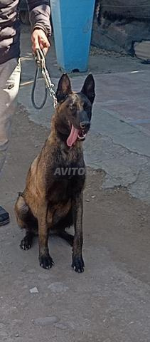 Super femelle malinois charboni - 2