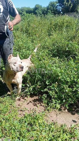 Chien mâle race argentine pure - 2