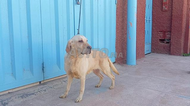 Super femelle labrador retriever - 2