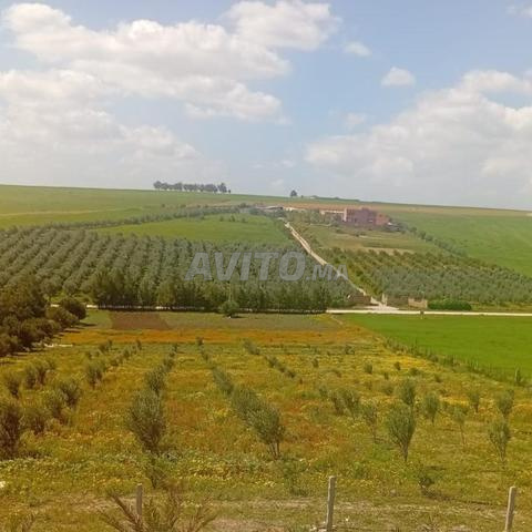 FERME À VENDRE - Région Tlat Loulad (Mrizig) - 2