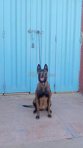 Femelle malinois charboni - 2