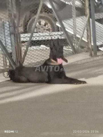 Excellente femelle malinois charboni - 2