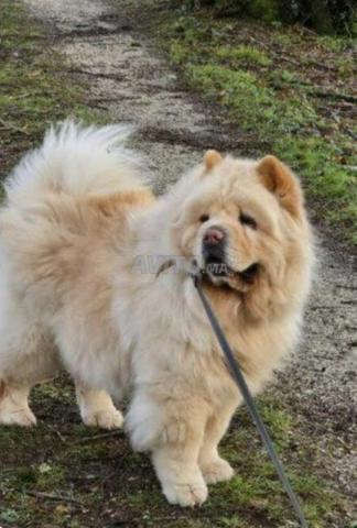 Super mâle Chow Chow pure race - 2