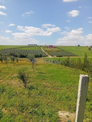 Ferme à vendre – Région de Thlat Loulad (Mrizig)