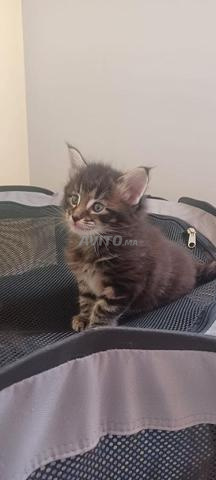 Magnifique bébé chat Norvège - 2