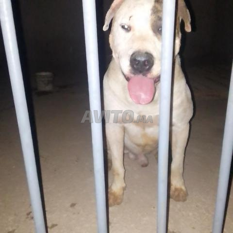 ضوغ ارجنتيت - 2