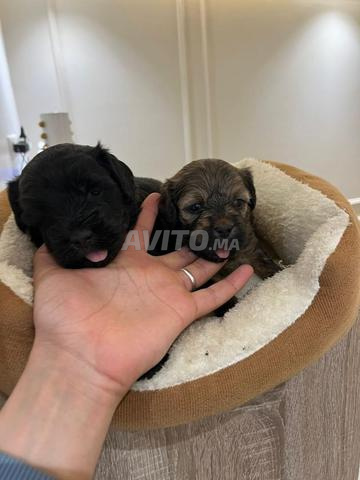 بيشون هافانيز - 2