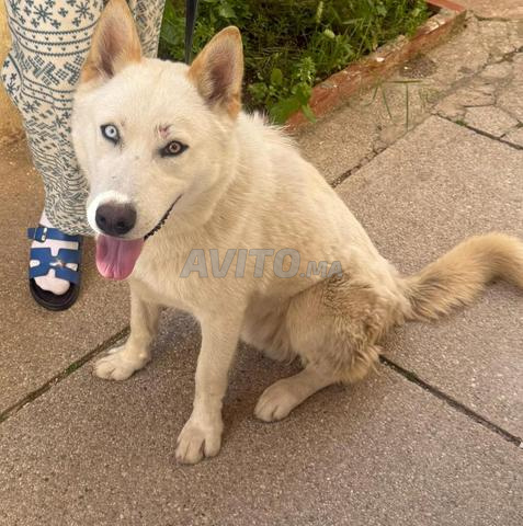 Husky Sibérien à vendre - 2