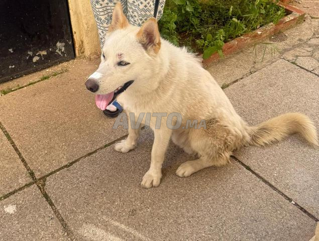 Husky Sibérien à vendre