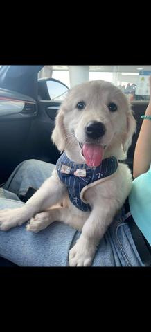 Magnifique Golden Retriever Mâle