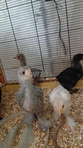 كتكوت براهما - 2