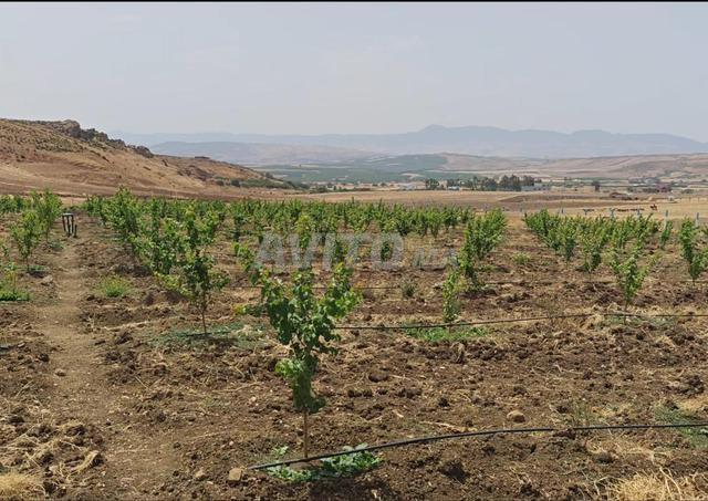 مزرعة جاهزة للاستغلال - 2