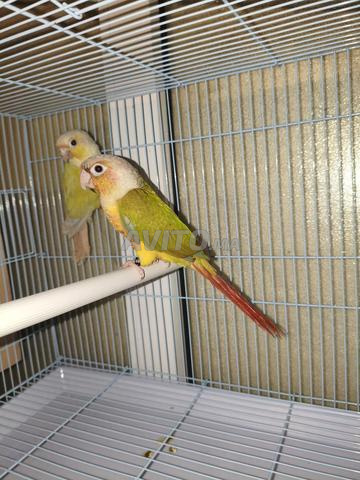 Couple molina conure actifs avec ADN - 2