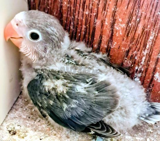 Vente Inséparables dressage - 2