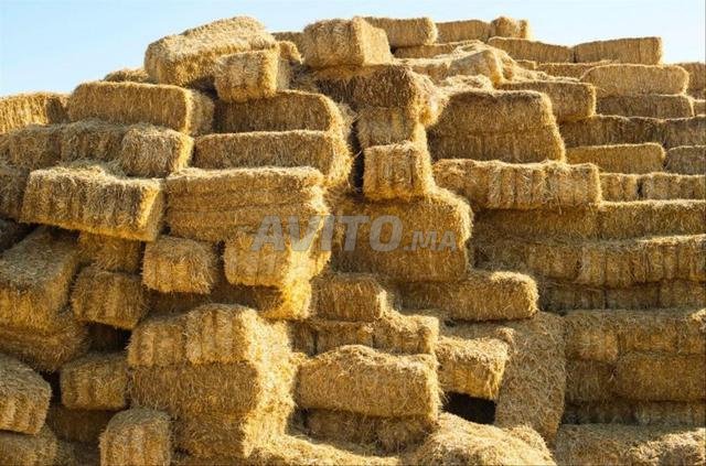 🌾 Foin d'orge du Haut-Atlas — disponible