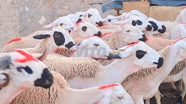 30 brebis Sardi de bonne qualité, pleines