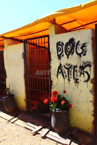 Centre de dressage et de modification du comportement canin