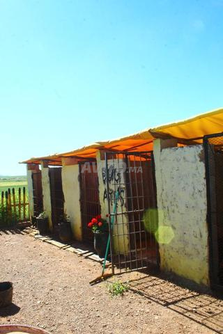 مركز تدريب وتعديل سلوكيات الكلاب - 2