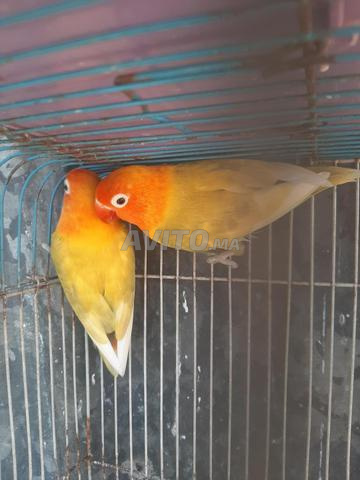 Couple Fischer à vendre prêt - 2