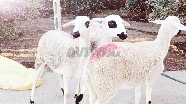 Moutonne de race Sardi, belle et bonne à la reproduction
