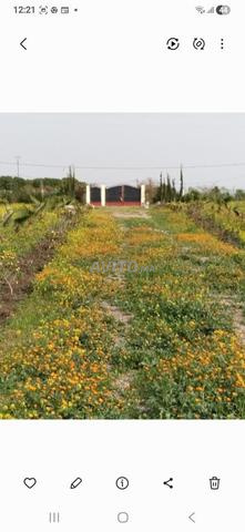 مزرعة للبيع في عين لخصاب ببنسليمان - 2