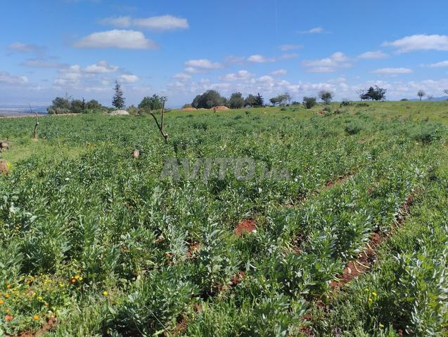 8 هكتار لمشروع سياحي - 2