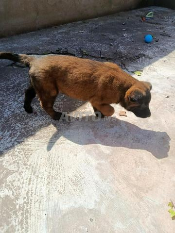 Malinois original - 2