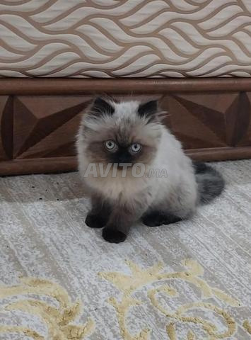 Persan himalaya Rabat - 2