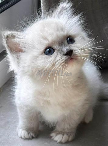 Chat Ragdoll pure race - 2