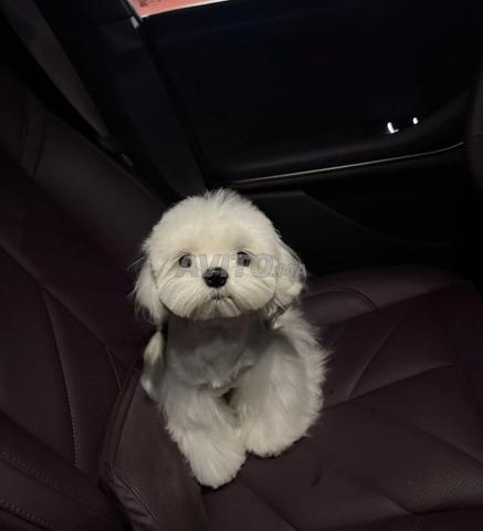 Chiot maltais nain - 2