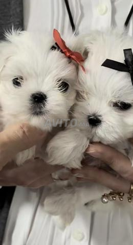 Bichon Maltais Toy - 2