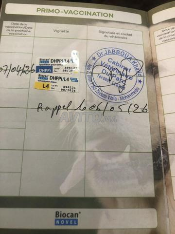 Rottweiler à vendre - 2