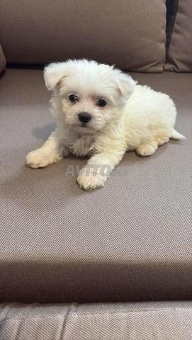Bichon Maltais femelle - 2
