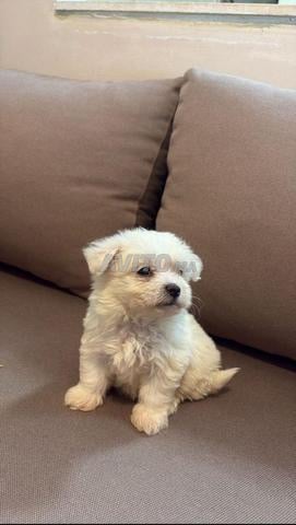 Bichon Maltais femelle