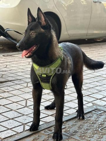 Berger belge malinois femelle pedigree - 2