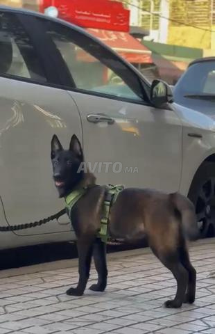 Berger belge malinois femelle pedigree