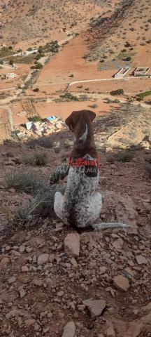 Chien Braque allemand - 2