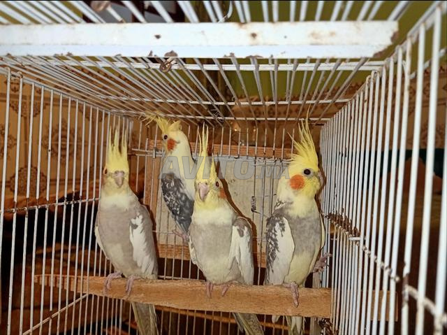 4 Superbes Calopsittes apprivoisées avec tous - 2