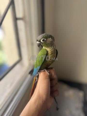 Perroquet Molinae dressé - 2