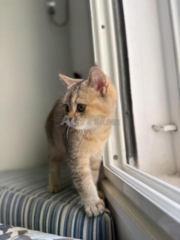 Chaton Scottish Straight pure race (Mâle) – 4 mois - 2