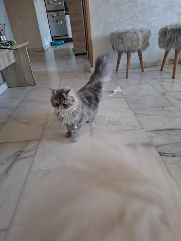 2 chats Persan Mâle et femelle - 2