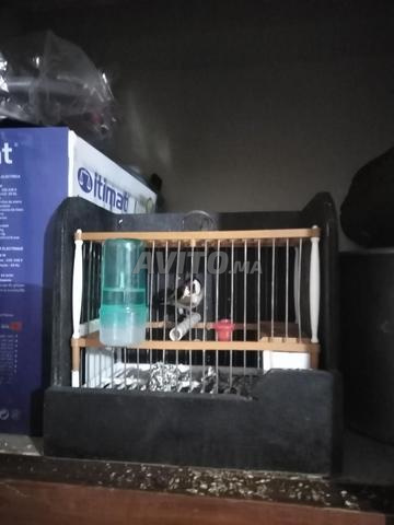 Mâle chardonneret - 2