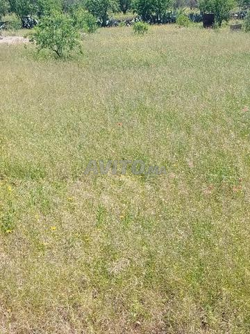 أرض فلاحية ممتازة للبيع بجماعة تنشرفي - 2