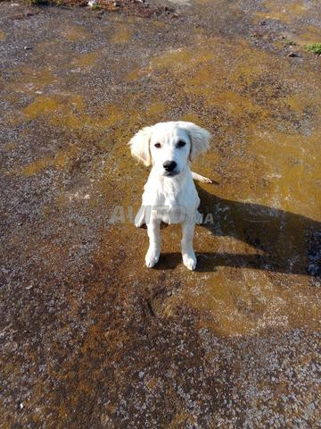 Chiot Labrador - 2