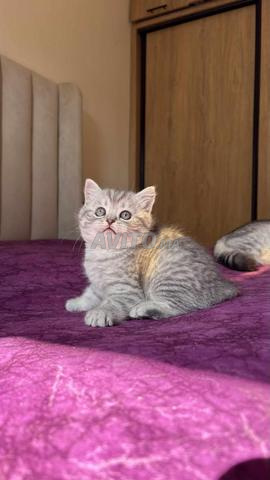 British shorthair & Scottish fold - 2